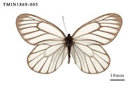 藏品(白絹粉蝶)的圖片